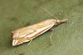 Attēlu rezultāti vaicājumam “Crambus pratella”