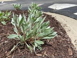 Attēlu rezultāti vaicājumam “Cribraria oregana macro”