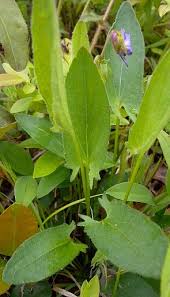 Attēlu rezultāti vaicājumam “Viola uliginosa leaf”