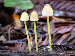 Attēlu rezultāti vaicājumam “Mycena”