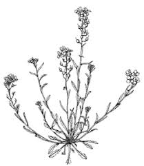 Attēlu rezultāti vaicājumam “Cruciferae”