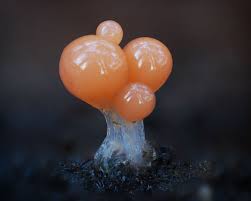 Attēlu rezultāti vaicājumam “Hemitrichia chrysospora sessile”