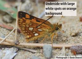 Attēlu rezultāti vaicājumam “Carterocephalus palaemon underside”
