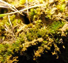 Attēlu rezultāti vaicājumam “Acaulon muticum sporophyte”