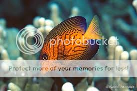 Image result for Ctenochaetus hawaiiensis