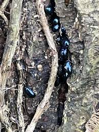 Attēlu rezultāti vaicājumam “Agelastica alni larva”