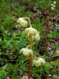 Attēlu rezultāti vaicājumam “Pyrola chlorantha”