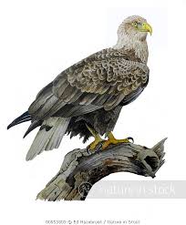 Attēlu rezultāti vaicājumam “Haliaeetus albicilla adult”