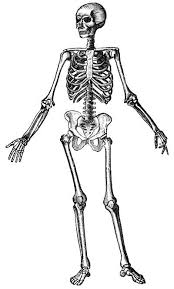 COMMENT S\u0026#39;APPELLE L\u0026#39;ENSEMBLE DES OS ? Réponse: Le squelette. Référence: Le corps humain 100 questions et réponses. Physique: différentes parties du corps - squelette