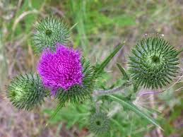 Attēlu rezultāti vaicājumam “Cirsium vulgare”