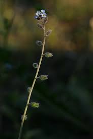 Attēlu rezultāti vaicājumam “Myosotis ramosissima flower”