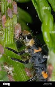 Attēlu rezultāti vaicājumam “Coccinella septempunctata larva”