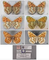 Attēlu rezultāti vaicājumam “Melitaea phoebe”