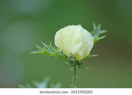 Attēlu rezultāti vaicājumam “Papaver argemone bud”