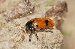 Attēlu rezultāti vaicājumam “Clytra quadripunctata”