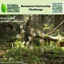 Attēlu rezultāti vaicājumam “Epipogium aphyllum”