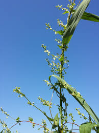 Attēlu rezultāti vaicājumam “Fallopia dumetorum fruit”