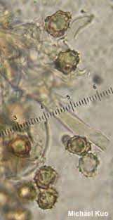 Attēlu rezultāti vaicājumam “Thelephora palmata”