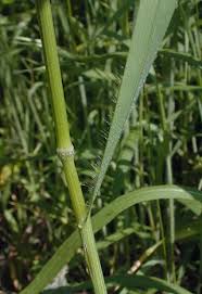 Attēlu rezultāti vaicājumam “Bromus secalinus”