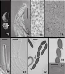 Attēlu rezultāti vaicājumam “Podostroma leucopus”