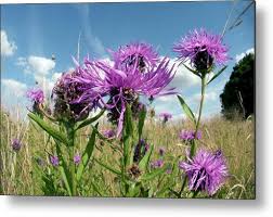 Image result for Centaurea scabiosa