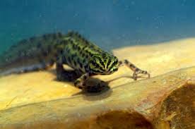 Attēlu rezultāti vaicājumam “Triturus vulgaris male”