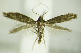 Attēlu rezultāti vaicājumam “Tischeriidae”