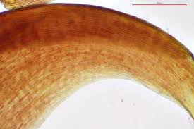 Attēlu rezultāti vaicājumam “Scorpidium cossonii”