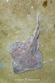 Image result for Leucoraja erinaceus