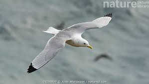 Image result for Rissa tridactyla