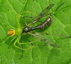 Attēlu rezultāti vaicājumam “Diaea dorsata”