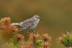 Image result for Anthus spinoletta