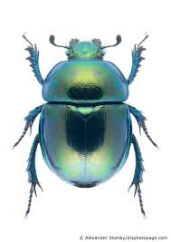 Attēlu rezultāti vaicājumam “Trypocopris vernalis”