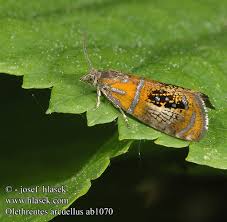 Attēlu rezultāti vaicājumam “Olethreutes arcuella”