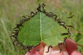 Attēlu rezultāti vaicājumam “Eriocampa ovata larva”