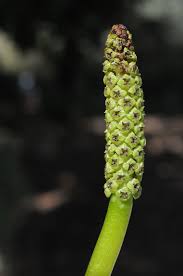 Attēlu rezultāti vaicājumam “Potamogeton lucens leaf”