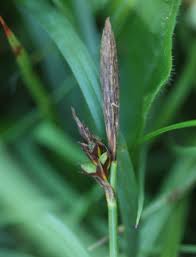 Attēlu rezultāti vaicājumam “Carex caryophyllea leaf”
