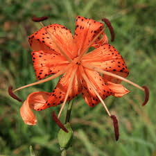 Attēlu rezultāti vaicājumam “Lilium lancifolium bud”