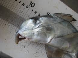 Image result for Callorhinchus capensis