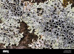 Attēlu rezultāti vaicājumam “Physcia aipolia”