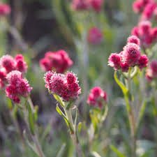 Attēlu rezultāti vaicājumam “Antennaria dioica female flower”