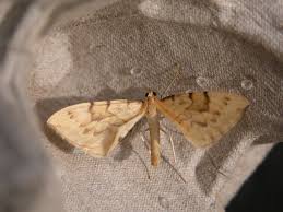 Attēlu rezultāti vaicājumam “Eulithis pyraliata”