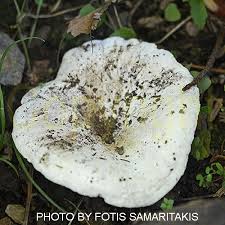 Attēlu rezultāti vaicājumam “Lactarius bertillonii”