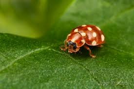 Attēlu rezultāti vaicājumam “Calvia quatuordecimguttata”