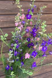 Image result for Rittersporn