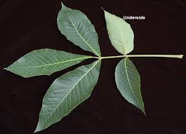 Attēlu rezultāti vaicājumam “Carya”