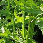 Attēlu rezultāti vaicājumam “Crepis biennis leaf”