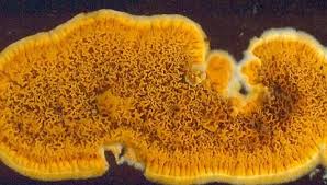 Attēlu rezultāti vaicājumam “Pseudomerulius aureus”