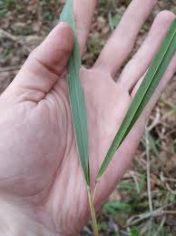 Attēlu rezultāti vaicājumam “Festuca altissima”