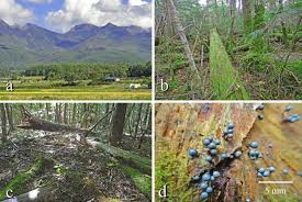 Attēlu rezultāti vaicājumam “Cribraria intricata young”